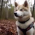 Full Size Teacup Pomsky: Everything You Need To Know