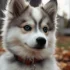 Red Fox Pomskies: Everything You Need to Know