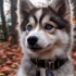 Rehoming Your Pomsky: Tips for a Smooth Transition
