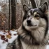 Pomsky Rescue Chicago: How to Find and Adopt a Pomsky in Need