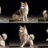 Pomsky Rescue in Colorado: Find Your Furry Friend Today
