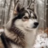 Pomsky Rescue Arizona: Where to Find Your New Furry Friend