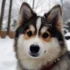 Rescuing Pomskies in Georgia: Tips and Resources for Pomsky Rescue