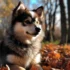 Pomsky Rescue Groups: Finding Your Furry Friend