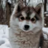 Pomsky Rescue in Iowa: Tips and Resources for Adopting a Pomsky