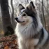 Rescue Pomskies and Where to Find Them