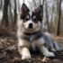 Pomsky Rescue in Iowa: Tips and Resources for Adopting a Pomsky