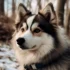 Pomsky Rescue Michigan: How to Adopt a Pomsky in Need