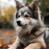 Pomsky Rescue MN: How to Adopt a Pomsky and Give Them a Loving Home