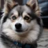 Pomsky Rescue NJ: Tips for Adopting a Pomsky in New Jersey