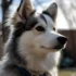 Pomsky Rescue NC: Tips for Adopting a Pomsky in North Carolina