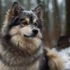 Pomsky Puppies For Sale In Wisconsin: Find Your Perfect Furry Companion