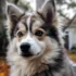 Pomsky Rescue NJ: Tips for Adopting a Pomsky in New Jersey