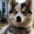 Pomsky Rescue Ohio: Tips for Finding Your Furry Friend
