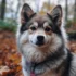 Pomsky Rescue VA: Adopt a Pomsky and Save a Life