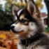 Pomsky Rescue TN: Tips for Finding and Adopting a Pomsky in Tennessee
