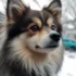 Pomsky Rescue in Washington: Tips for Finding a Loving Home for Pomskies