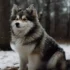 Pomsky Rescue California: Tips for Finding Your Perfect Companion