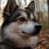 Pomsky Rescue Indiana: Tips for Finding the Perfect Pomsky Companion