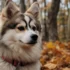 Pomsky Rescue Los Angeles: Save a Life and Find Your Perfect Pomsky Companion
