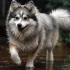 Pomsky Rescue Chicago: How to Find and Adopt a Pomsky in Need