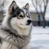 Pomsky Rescue Las Vegas: How to Adopt and Save a Pomsky in Need