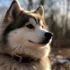 Pomsky Rescue Wisconsin: Tips for Adopting a Pomsky