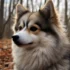 Pomsky Rescue Wisconsin: Tips for Adopting a Pomsky