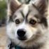Pomsky Breeders in Rochester NY