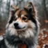 Sable Pomskies: A Guide to this Stunning and Rare Color