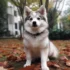 Pomsky Tail Length: Understanding the Size and Appearance of this Designer Breed