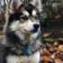 Sable Pomskies: A Guide to this Stunning and Rare Color