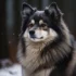 FAQs about Siberian Husky Pomsky