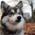 Pomsky Sacramento: Finding the Perfect Pomsky Breeder
