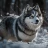 Pomsky Segunda Generación: Todo lo que necesitas saber