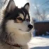 Pomsky Breeders in Seattle: Finding the Right Companion for You