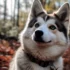 Understanding Second Generation Pomskies: What You Need to Know