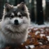 Pomsky Service Dog: Training and Temperament