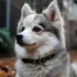 Understanding the Pomsky Disposition: Traits and Behavior