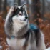 Pomsky Puppies For Sale In Las Vegas