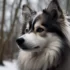 Finding a Pomsky Shelter: Adopting Your New Best Friend