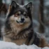 Cute Pomsky Puppies For Sale – Find Your Perfect Companion Today!