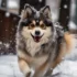 Pomsky Rescues: Tips For Adoption And Finding Your Furry Companion