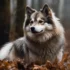 Pomsky Colors: A Guide To The Different Coat Shades Of Pomskies