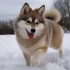 Pomsky : Tout ce que vous devez savoir sur cette race