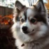 Pomsky Sheltie Mix: Understanding the Personality Traits