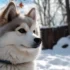 The Ultimate Guide to Pomsky Shepherds: Understanding the Personality Traits and Temperament of Pomskies