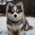 Pomsky vs. Shiba Inu: Which Breed is Right for You?