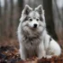 Pomsky: Understanding The Breed Mix