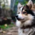 Pomsky Husky Mix: Understanding the Traits and Appearance